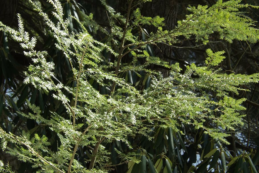 hemlock, trees, nature, pine needles, pine tree, green, park HD wallpaper