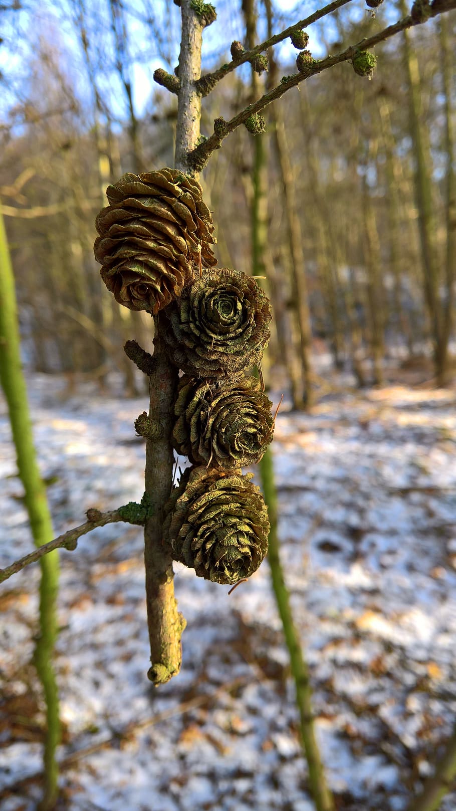 nature, wood, tree, pine cones, plant, focus on foreground HD wallpaper