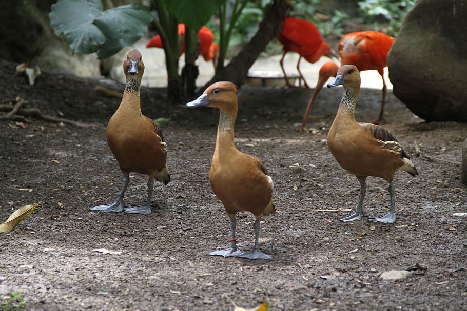 ducks, group, animals, bird, vertebrate, animal themes, group of animals HD wallpaper