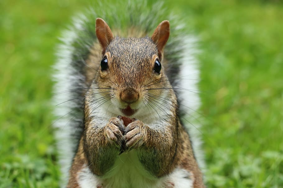 closeup photography of squirrel, sciurus carolinensis, grey squirrel HD wallpaper