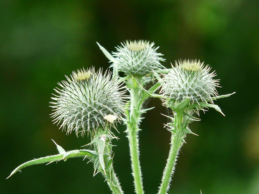 off thistle, carduus acanthoides, prickly thistle, ornamental plant HD wallpaper
