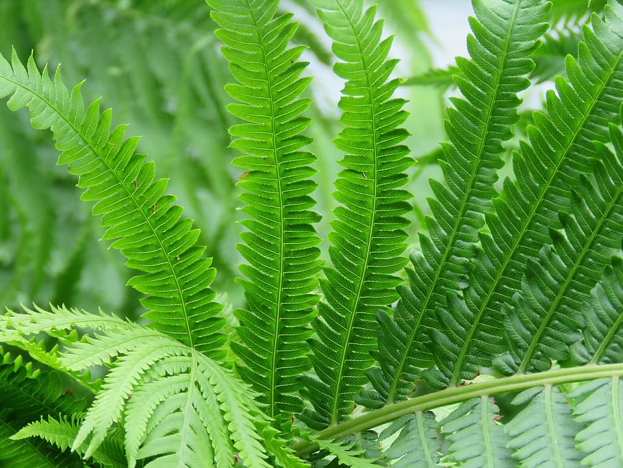 Fern, Plant, Green, Leaf, Foliage, Palm, green color, nature HD wallpaper