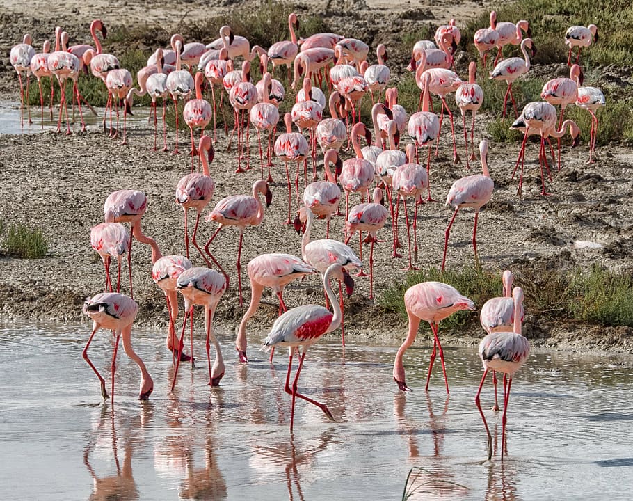 flamingo near shallow water, bird, pink, flock, namibia, animal HD wallpaper