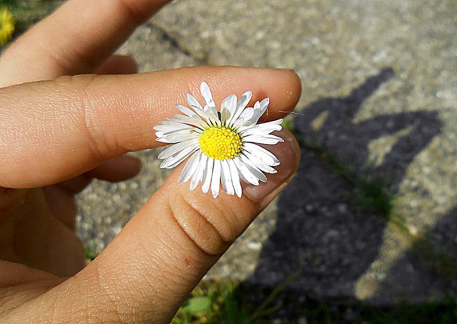 hand, shadow, daisy, gift, green, white, yellow, bright, flower HD wallpaper