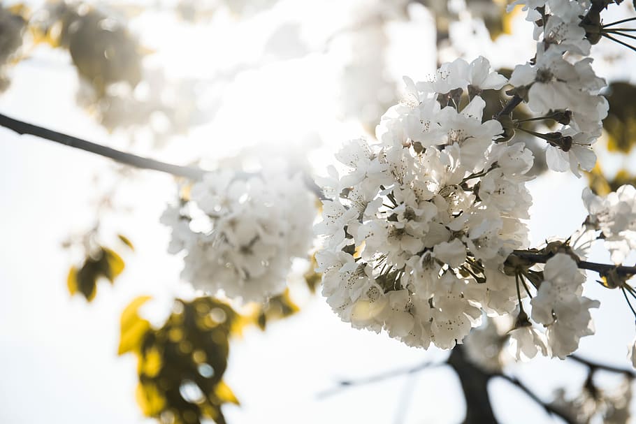 closeup photo of white petaled flower, white petaled flowers close-up photography HD wallpaper