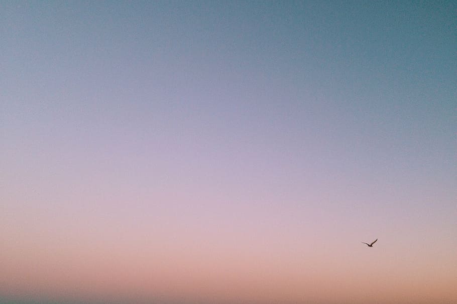 photo of bird flying under blue sky at noontime, sunset, purple HD wallpaper