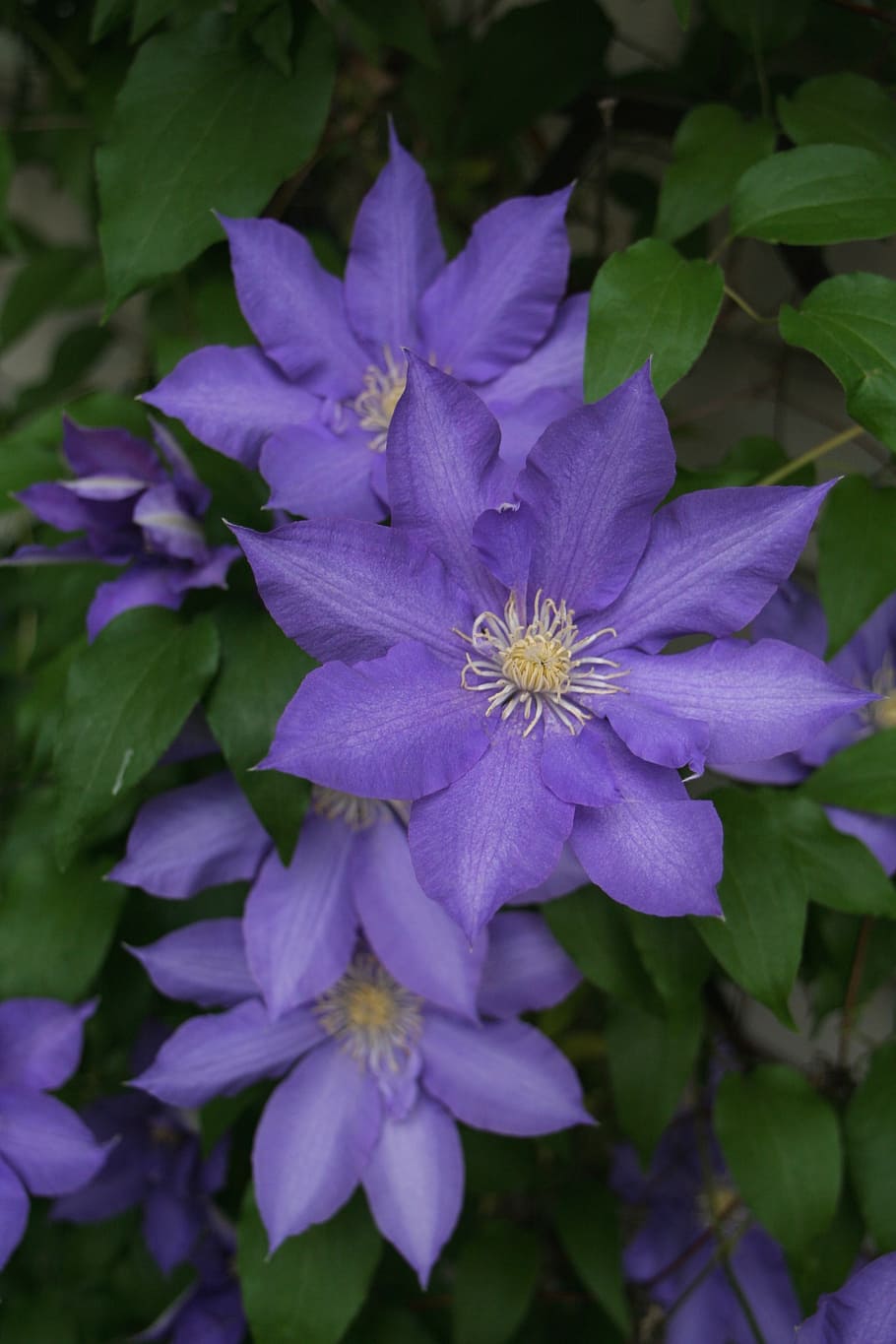 purple petaled flowers, clematis, nature, plant, summer, blooming HD wallpaper