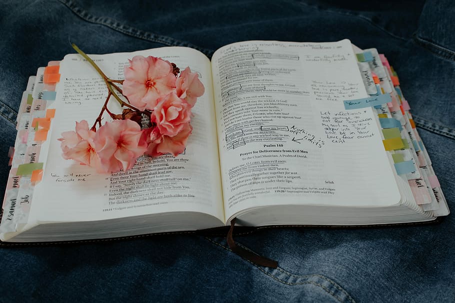 pink petaled flower on book, closeup photo of pink flower on book HD wallpaper