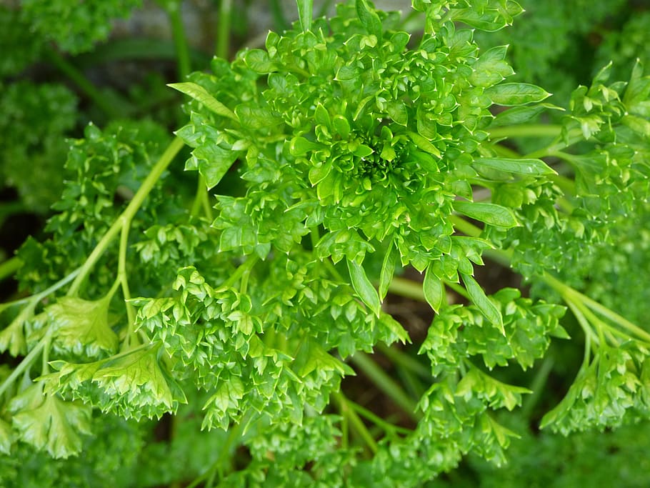 parsley, green, herb, green color, food and drink, plant, plant part HD wallpaper