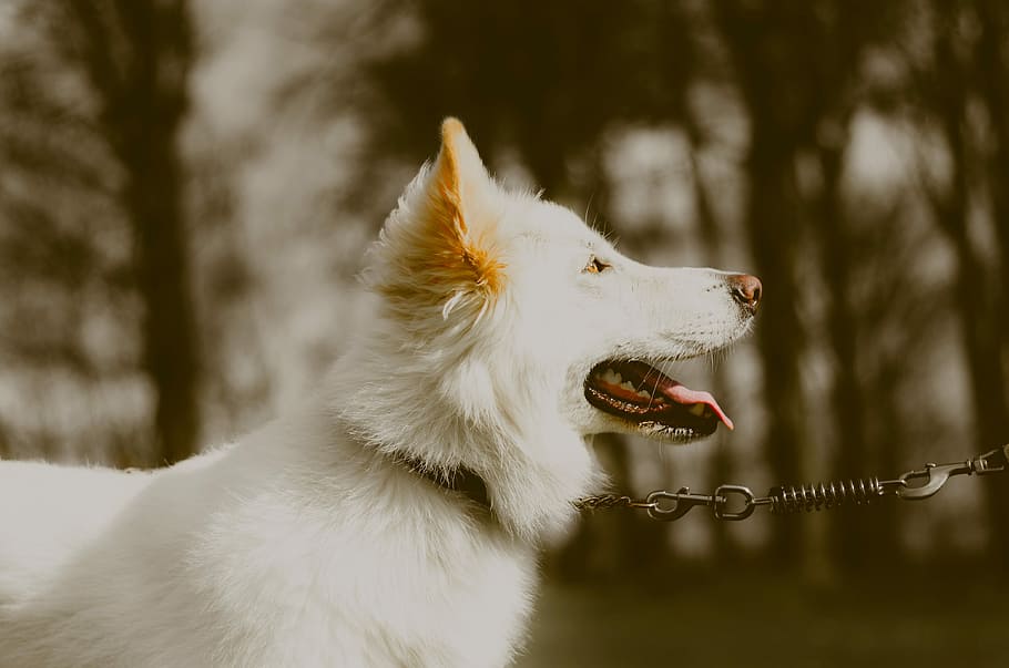 white Shepherd dog, pets, animal, purebred Dog, canine, nature HD wallpaper