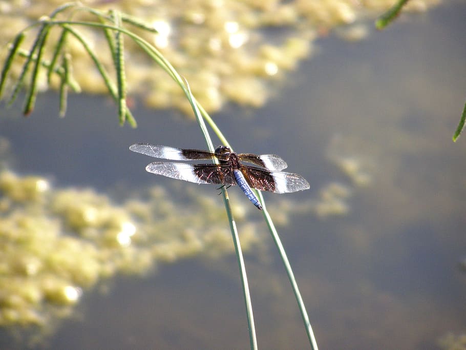dragonfly, bug, insect, nature, wing, summer, blue, colorful HD wallpaper