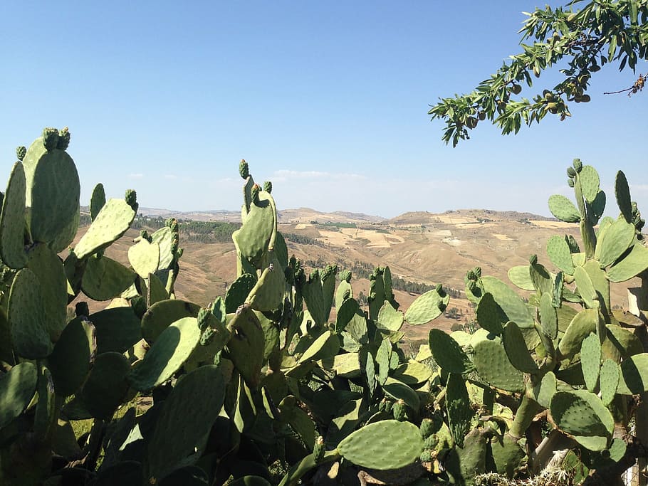cactus, prickly pear, sicily, summer, plant, beauty in nature HD wallpaper