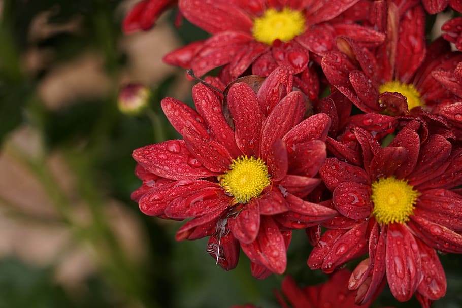 Flowers, Raindrop, Close, Plant, red, petal, fragility, flower head HD wallpaper