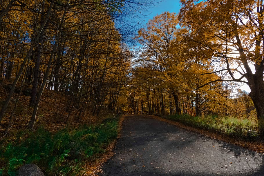 Canada, Road, Forest, Color, Yellow, nature, blue, tree, autumn HD wallpaper