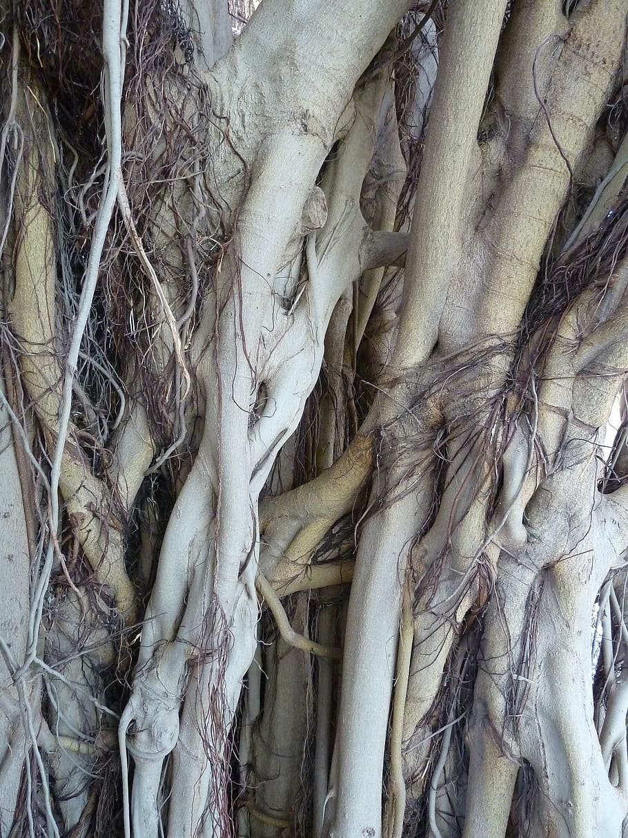 tree, root, ficus, brown, grey, luftwurtzel, exotic, nature HD wallpaper