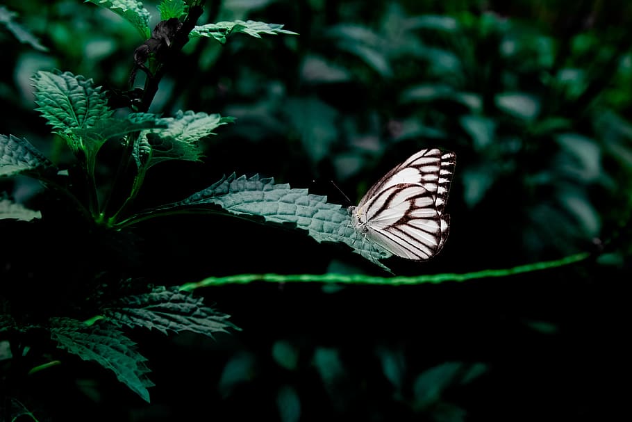 forest, plant, insect, butterfly, close-up, animal wildlife, animal themes HD wallpaper