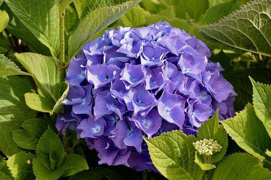 hydrangea, color, violet, blue, summer flowers, nature, garden HD wallpaper