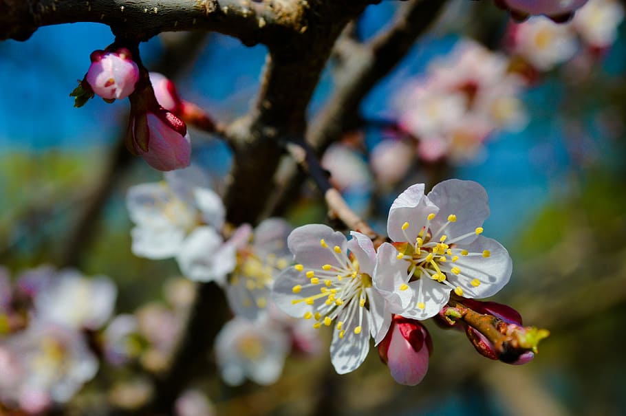 flower, tree, spring, flowering branch, flowering tree, sakura HD wallpaper