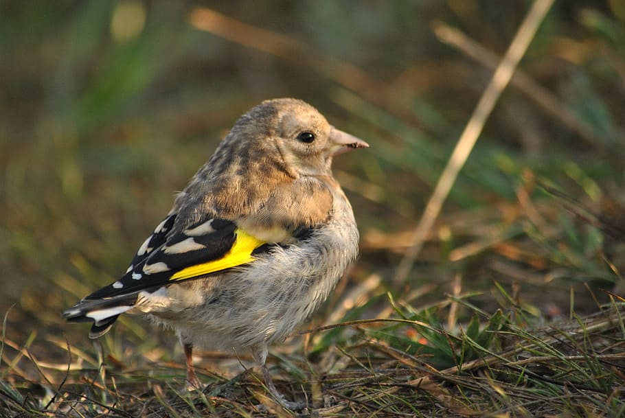 bird, ptenec, goldfinch, one animal, animal wildlife, vertebrate HD wallpaper