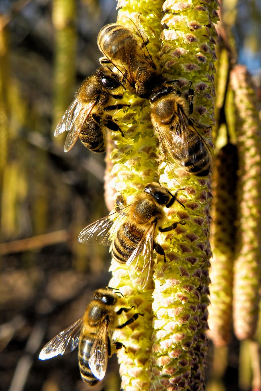 Lambs, Tails, Bees, Insect, Close, Nature, lambs tails, plant HD wallpaper