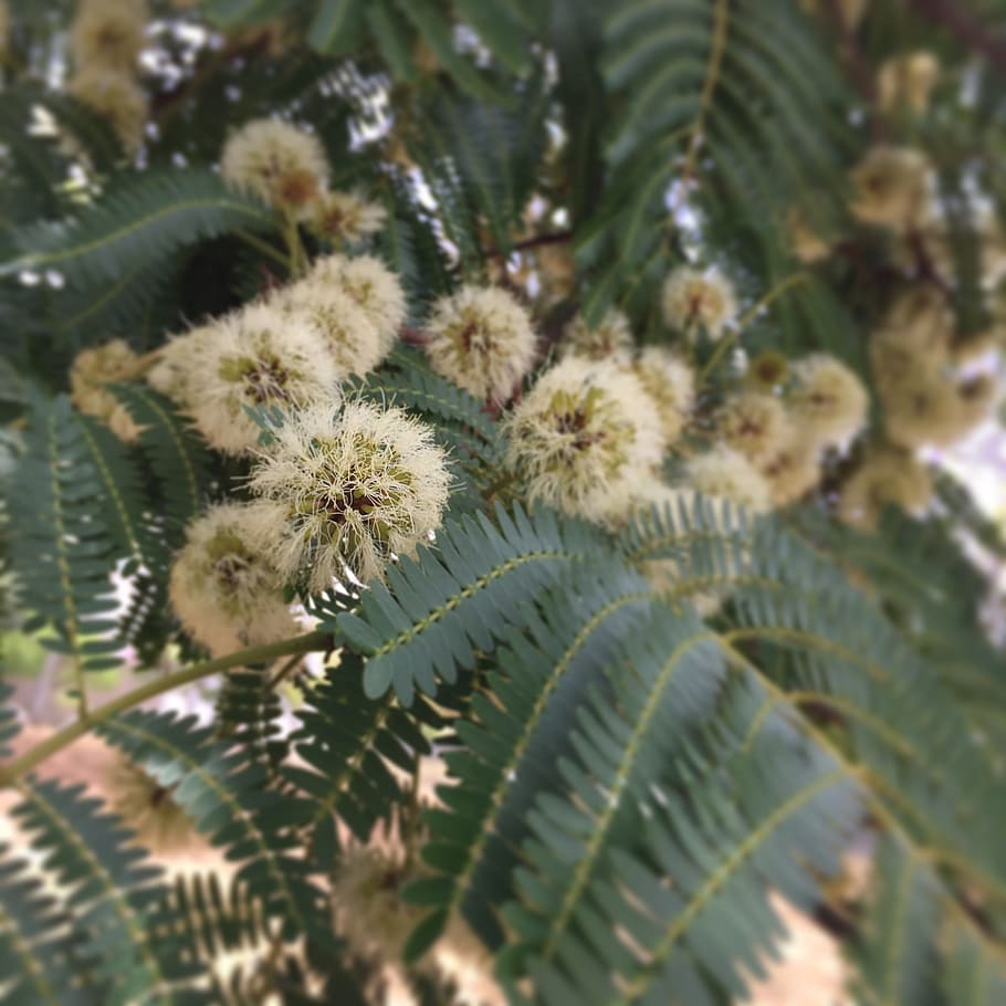 wild flower, tree wild, close, plant, growth, beauty in nature HD wallpaper