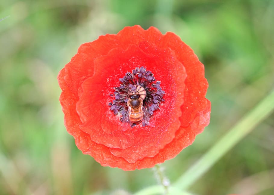 flower, poppy, bee, red, fields, country, spring, petals, close-up HD wallpaper