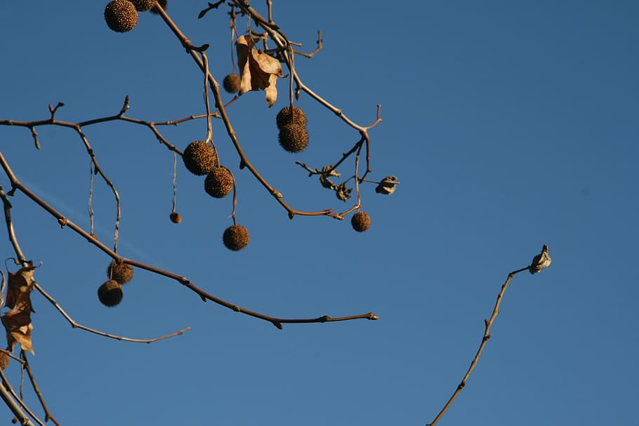 branch, ball, tree, fruit, nature, autumn, blue, sky, plant HD wallpaper