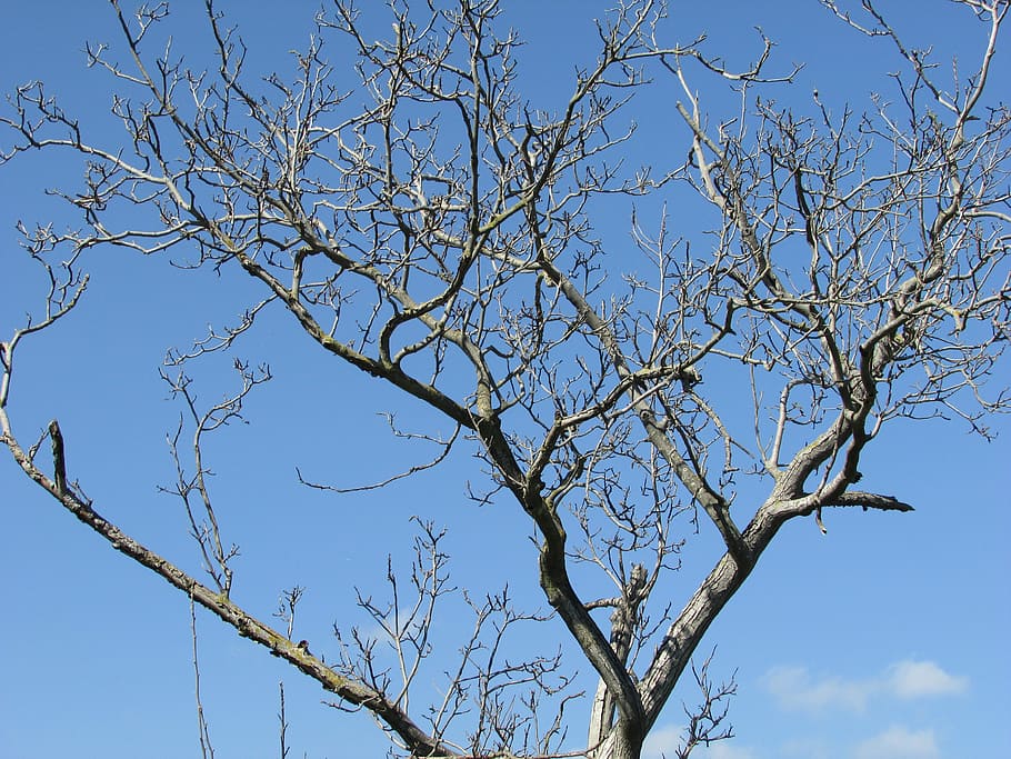 Trees, Walnut, Winter, bare tree, sky, blue, branch, day, low angle view HD wallpaper