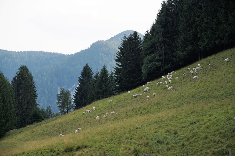 slovenia, julian alps, mountains, jezersko, pastures, mountain pasture, HD wallpaper