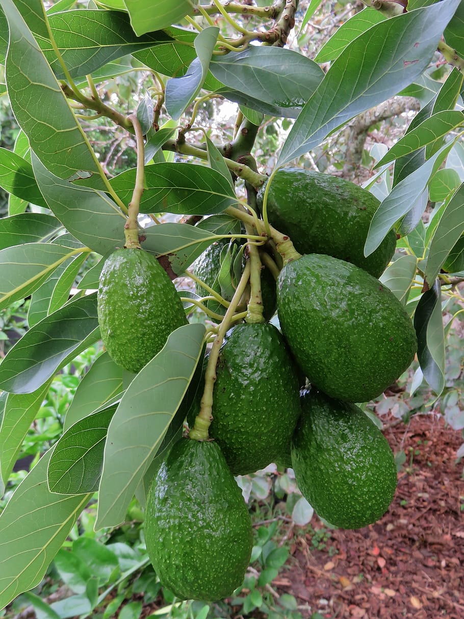 avocado, fruit, tree, green, organic, natural, food and drink HD wallpaper