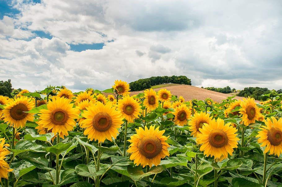 photo of yellow sunflower field, daytime, sunflowers, garden, HD wallpaper