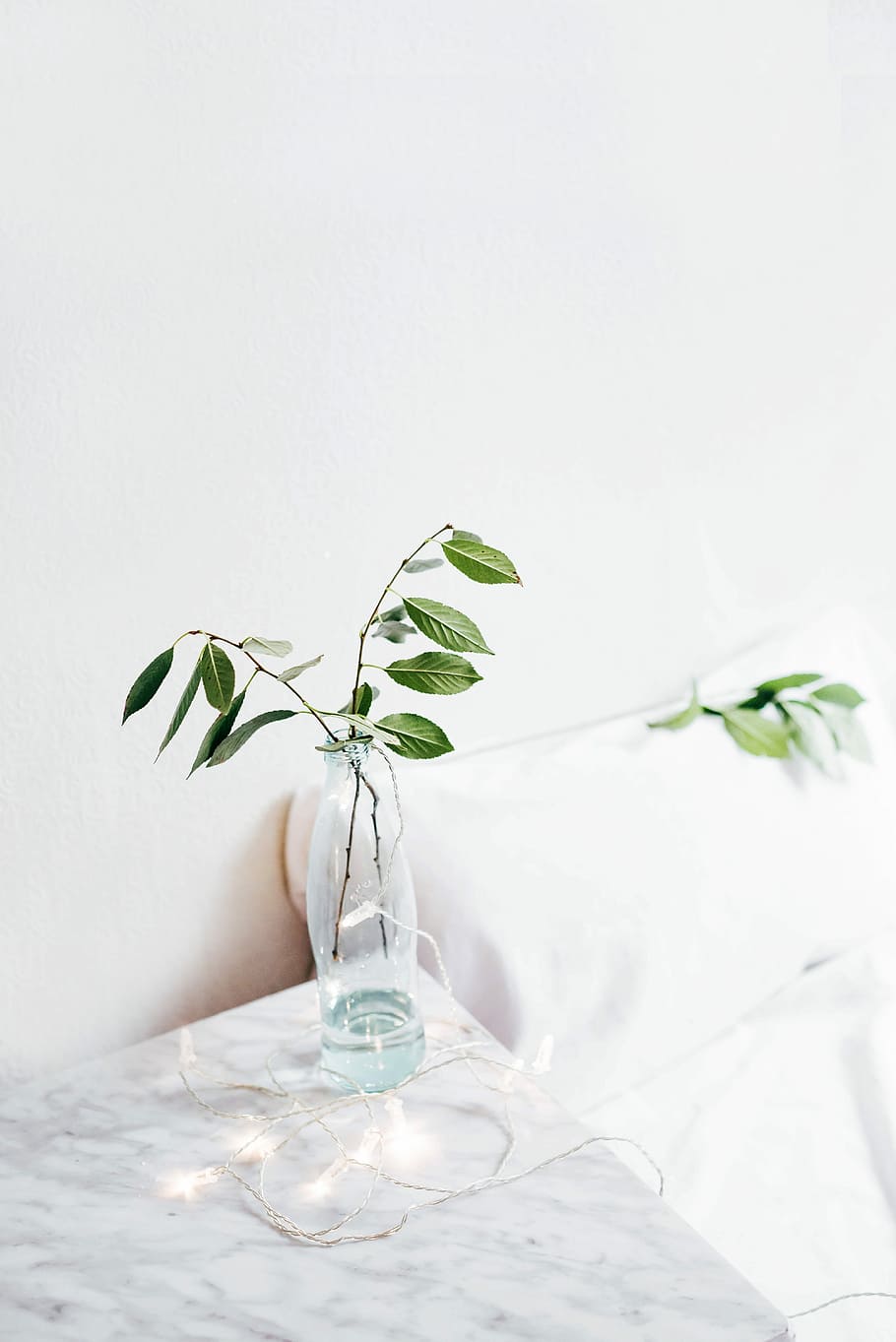 green leafed plant on vase on table, ovate leafed plant with clear glass vase HD wallpaper