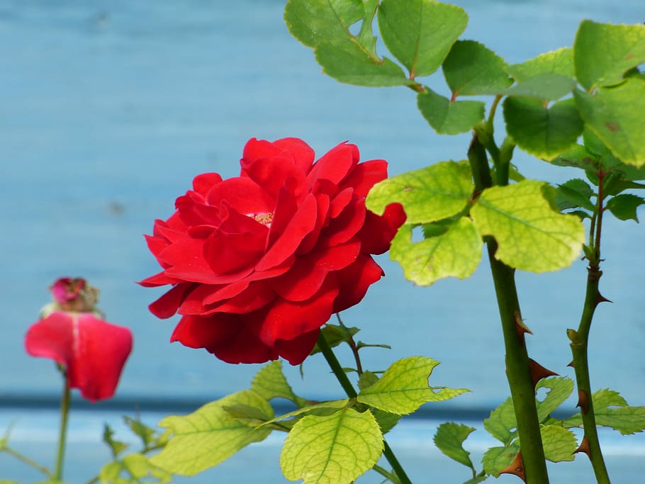 Flower, Pink, Garden, Nature, Love, red roses, leaves, petals HD wallpaper