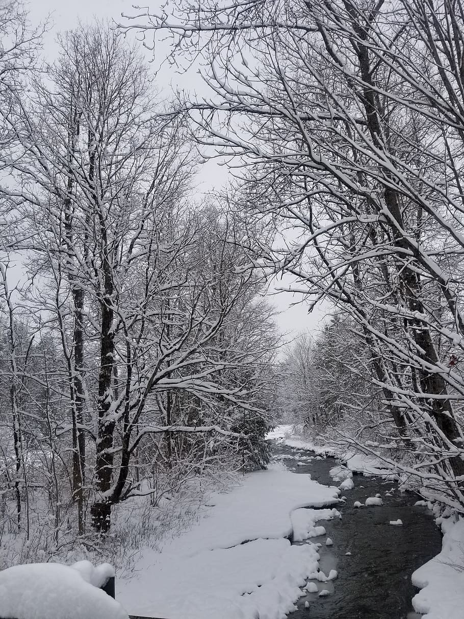 winter, snow, tree, cold, frozen, cold temperature, bare tree, HD wallpaper