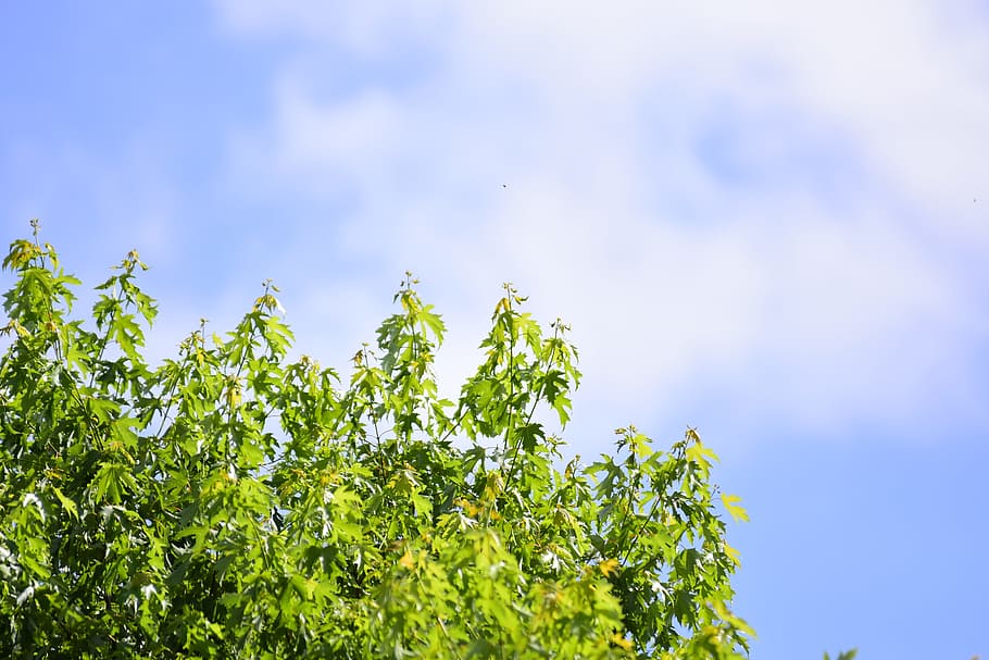 tree, nature, natural, forest, plant, green, landscape, sun HD wallpaper