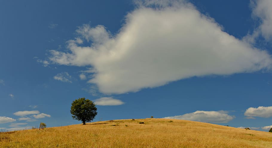 green tree and grass field at daytime, green leafed tree on brown grass land under cloudy sky HD wallpaper
