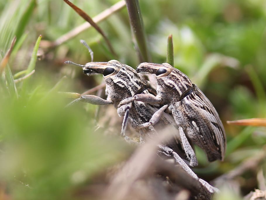 insects, mating, two, gray, animal wildlife, animals in the wild HD wallpaper