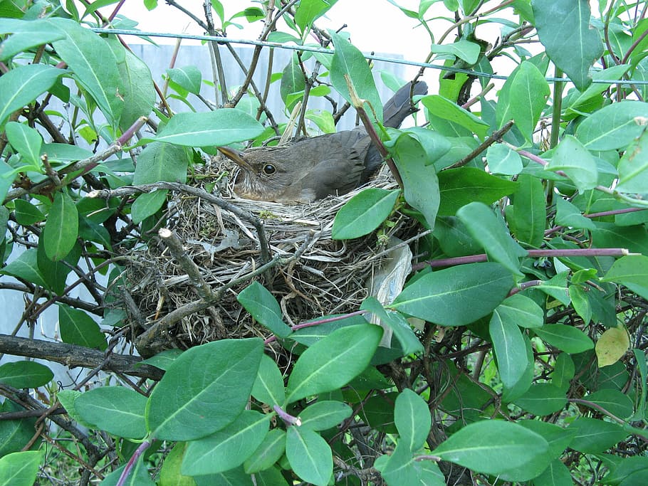 bird, nest, nesting, one animal, leaf, plant part, animal themes HD wallpaper