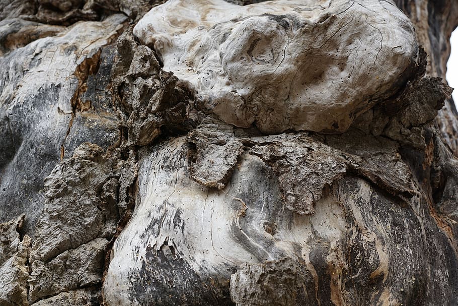 wood, root, nature, tree, textured, close-up, tree trunk, no people HD wallpaper