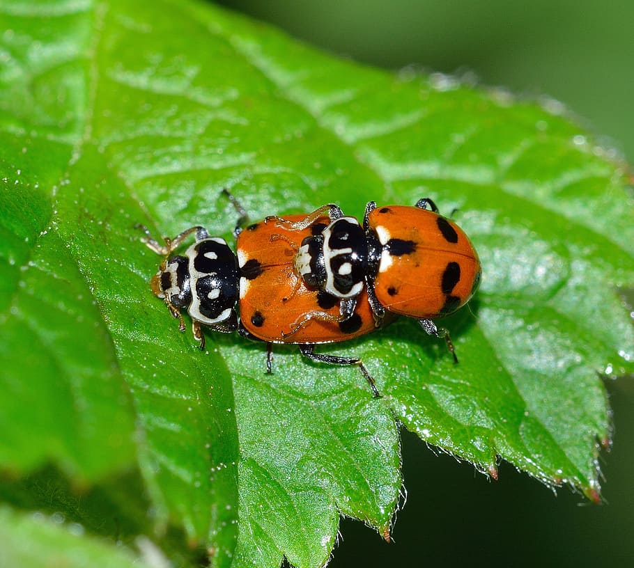 insects, beetles, ladybug, hippodamia, variegata, invertebrate HD wallpaper