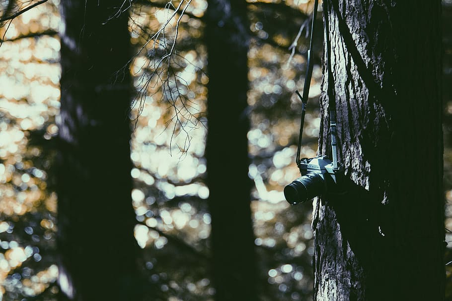 black DSLR camera on brown tree, gray SLR camera hanged on tree