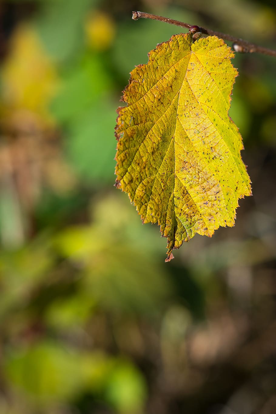 leaf, autumn, fall foliage, nature, transience, colored, discolored HD wallpaper