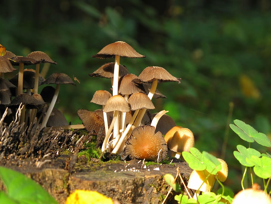mushrooms, forest, konar, trunk, nature, chestnut boletus, autumn HD wallpaper