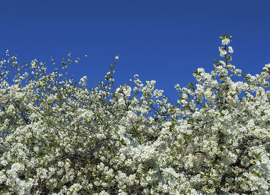 sky, trees, bloom, spring, landscape, nature, beautiful, colorful HD wallpaper