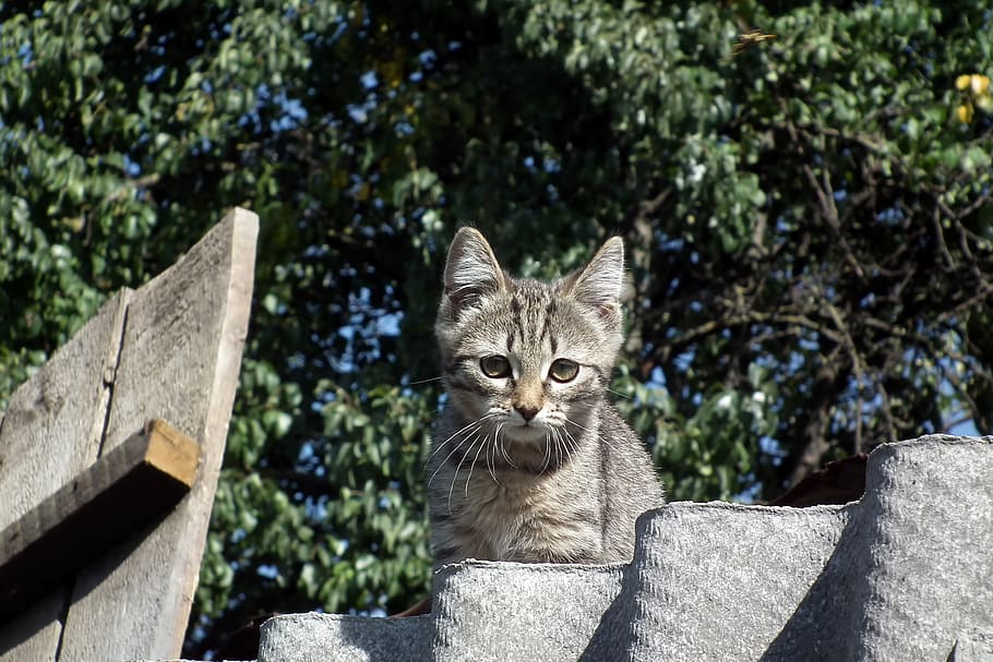 kitten, cat, striped, animals, grey, cats, pet, little, fence HD wallpaper