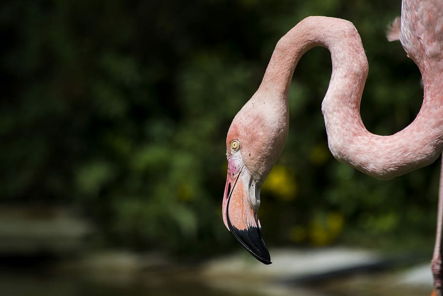 close up photo of red bird, wildlife photography of pink flamingo HD wallpaper