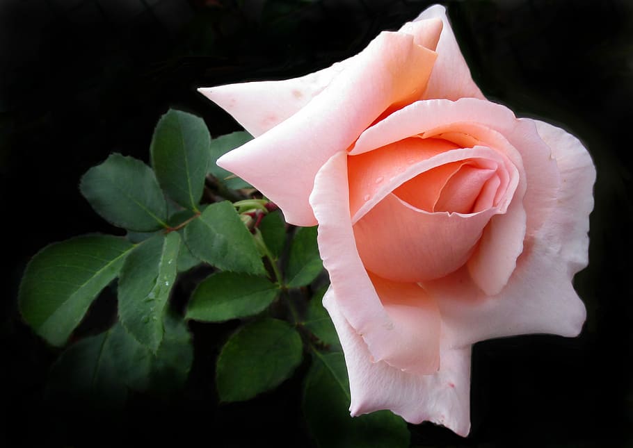 flower, rose, bloom, nature, garden, flowering plant, petal HD wallpaper