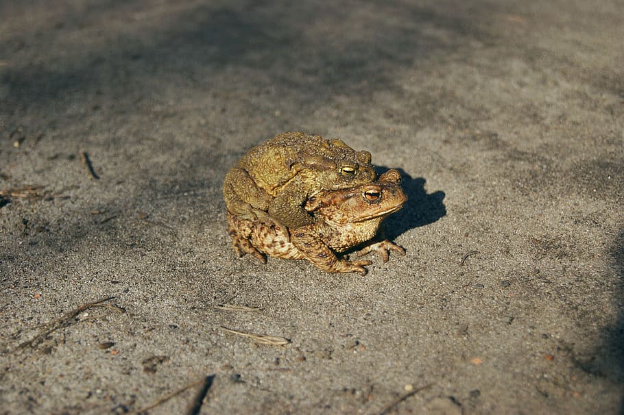 common toad, a toad, amphibian, mating, ampleksus, para, animal HD wallpaper