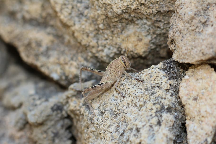 stone, nature, rock, grasshopper, animal themes, animals in the wild HD wallpaper