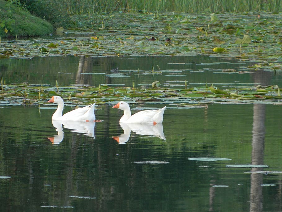 duck, mallards, pond, water, lake, animal themes, animals in the wild HD wallpaper